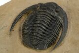 Diademaproetus Trilobite - Foum Zguid, Morocco #312717-3